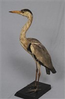 藏品(蒼鷺)的圖片